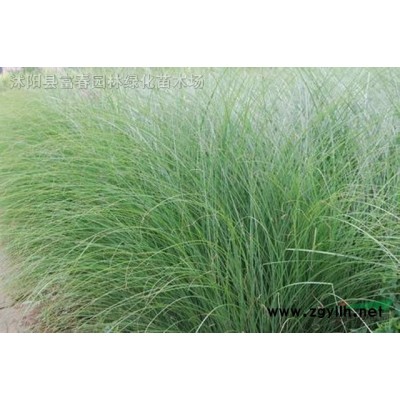 河道種植浮島_人工浮島技術_水面綠化種植公司