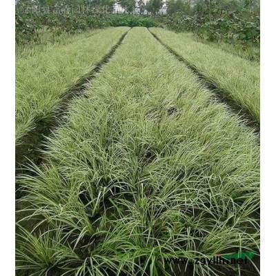 金陵黃楓花境植物 加侖盆苗 杯苗 袋苗 大桶苗 產地直銷