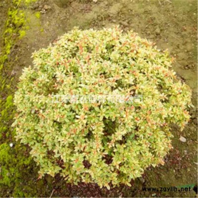 供應八重紅枝垂櫻嫁接紅垂枝條陽春櫻花樹小苗庭院枝垂一年櫻花苗