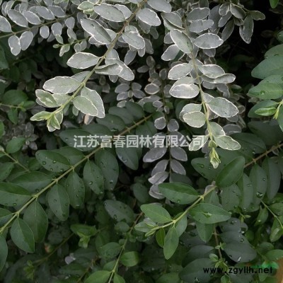 彩葉豆梨克利夫蘭價格優 各種規格*長勢喜人