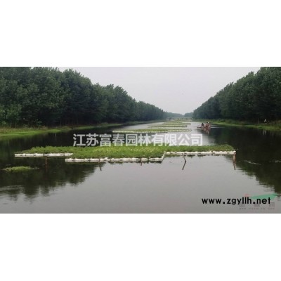 歐洲小葉椴綠塔苗圃 確保品種純正 苗健壯長勢喜人