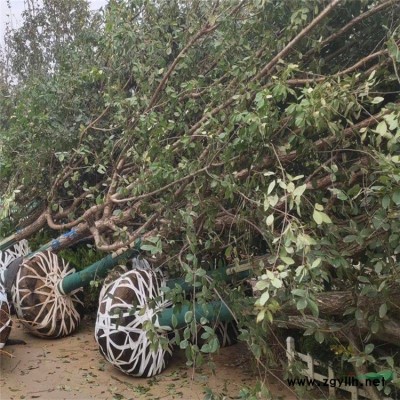 仿真植物景觀綠雕 人物動物綠雕仿真動物雕塑綠雕工藝品雕塑景觀