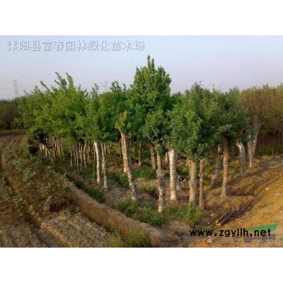 綠化園林供應苗木 珙桐樹 珙桐苗 樹形飽滿 全冠栽培