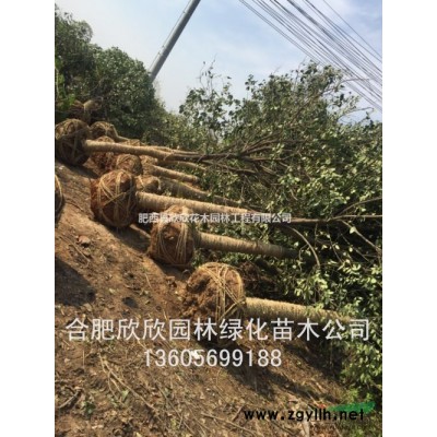 安徽供應(yīng)叢生移栽烏桕、合肥全冠移栽烏桕、肥西叢生烏桕價(jià)格、