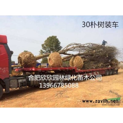 安徽合肥供應(yīng)青銅樹(shù)、合肥1-20公分青銅價(jià)格、肥西青銅基地