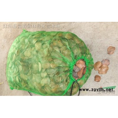 綠化植物-凌霄，凌霄苗，凌霄直銷基地，又名凌霄花、中國凌霄