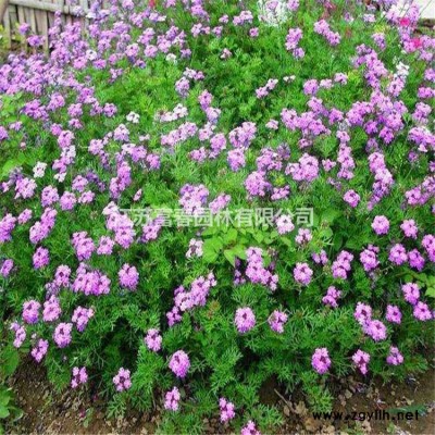 景觀樹木-榆樹，榆樹苗，又名白榆、家榆、榆錢樹、春榆、粘榔樹