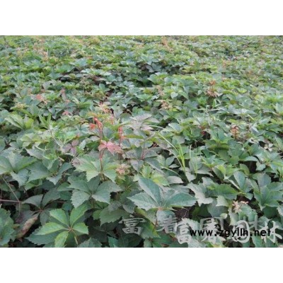 園林綠化喬木-金葉復(fù)葉槭，金葉復(fù)葉槭小苗，粉葉復(fù)葉槭，花葉復(fù)