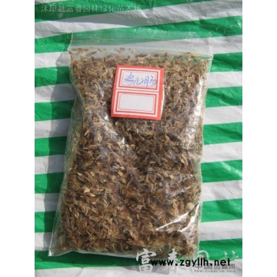 蒲葦，蒲葦苗，矮蒲葦，蒲葦基地，江蘇地被植物