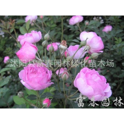 金娃娃萱草，金娃娃萱草苗，花卉苗木，萱草基地