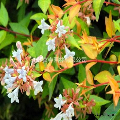 荷花，荷花苗，別名蓮花、水芙蓉、六月花神、藕花