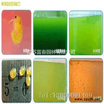 廠家直銷仿真動物綠雕 景觀綠色植物綠雕 工藝品雕塑春節綠雕造