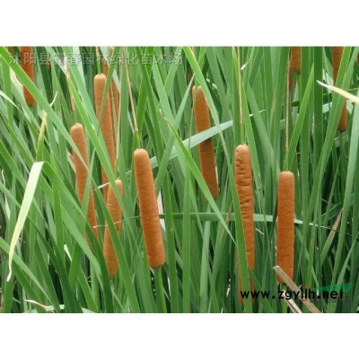 水質(zhì)凈化浮島_植物水生浮島_綠化施工組織設(shè)計(jì)范本