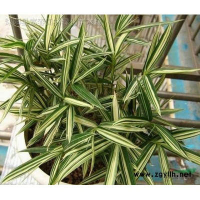 花境植物墨西哥鼠尾草加侖盆苗 杯苗 袋苗 大桶苗 產地批發