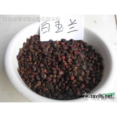 直銷-玉龍草，玉龍草直銷基地，又名地龍、短葉書帶草、短葉沿階