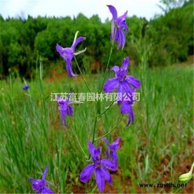 金葉女貞球，金葉女貞，金葉女貞苗，金葉女貞基地，金葉女貞價格