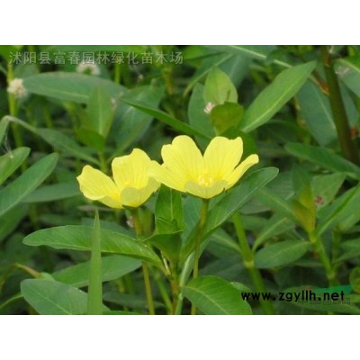 可定制仿真綠雕 大型園林景觀  創(chuàng)意設(shè)計(jì)