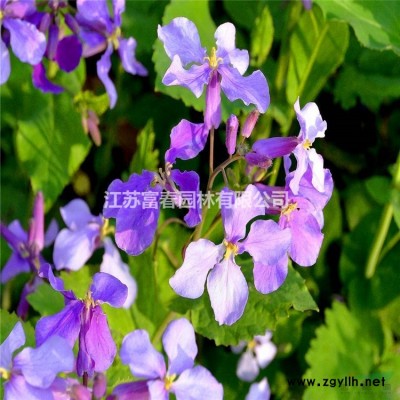 五色草綠雕 動植物仿真綠雕 立體花壇 可定制的環(huán)保綠雕