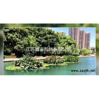 花境植物 藍阿爾卑斯刺柏加侖盆苗 杯苗 袋苗產地批發
