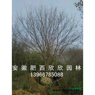 安徽合肥肥西供應(yīng)10-30公分苦楝樹(shù)、合肥苦楝價(jià)格、肥西苦楝