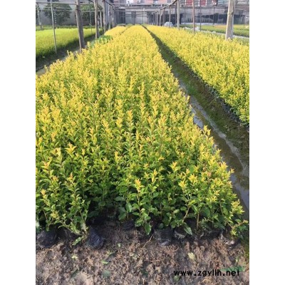 姜花 優(yōu)質(zhì)姜花產(chǎn)地直銷 姜花價(jià)格