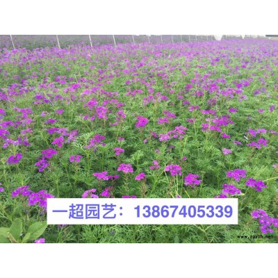 硫華菊 硫華菊價格 硫華菊基地批發