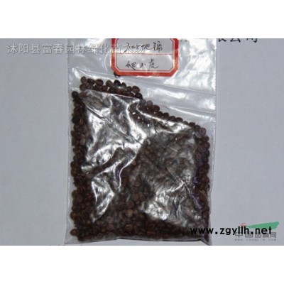 常綠灌木-茶梅，茶梅苗，茶梅直銷基地，又名茶梅花