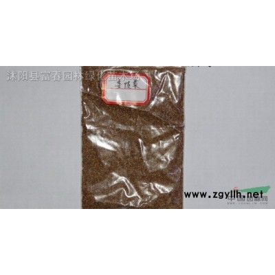 常綠喬木-枇杷，枇杷苗，又名蘆橘，金丸、蘆枝