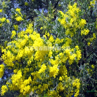 園林喬木-大國槐，國槐苗，又名 槐樹、槐蕊、豆槐、白槐