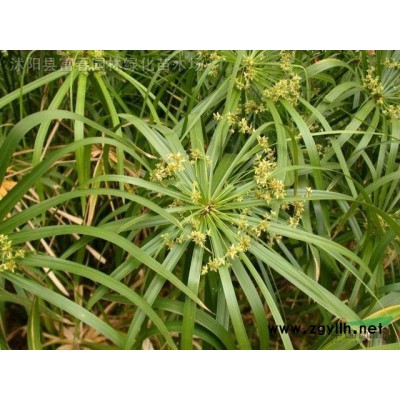 地被植物紅花醡漿草，別名：花花草、夜合梅、大葉酢漿草、三夾蓮