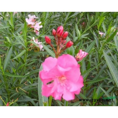 廠家制作綠色造型雕仿真植物綠雕綠植工藝品定做綠色仿真植物雕塑