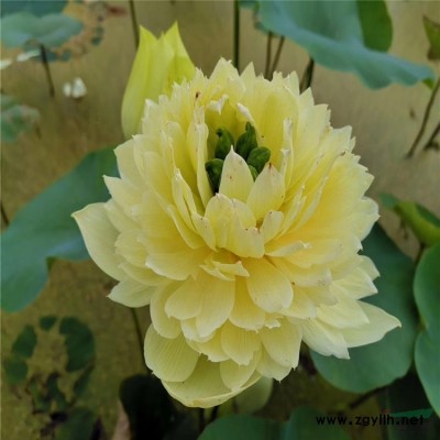 水面綠化_大型人工浮島_四季芹蔬菜水上種植