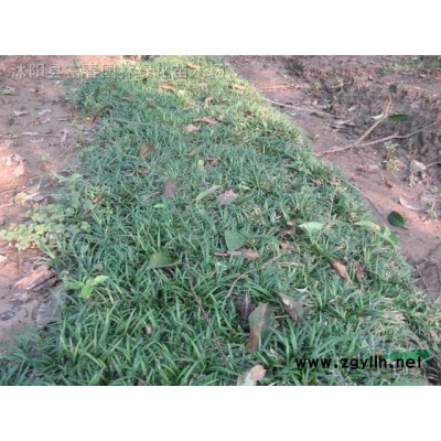 產地直銷 加侖盆苗金邊胡頹子球 花境植物 批發價格