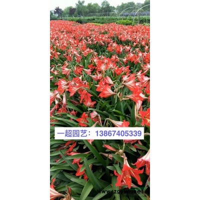 松果菊 松果菊基地 松果菊價格