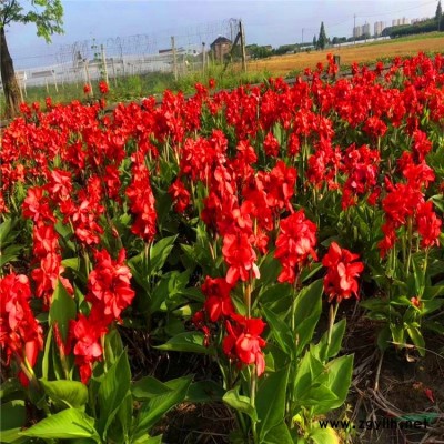 吉祥草，吉祥草苗，別名松壽蘭，小葉萬年青，竹根七，蛇尾七