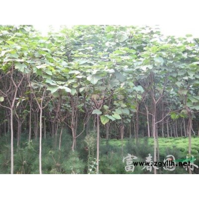 常綠灌木-茶花，茶花苗，茶花直銷基地，又名海石榴、曼陀羅
