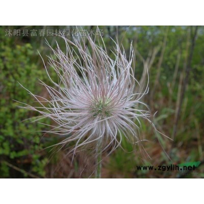 綠化苗木-花木-梔子花,梔子花小苗,又名梔子、枝子花