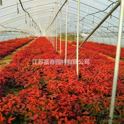 北京檜，北京檜小苗，別名刺松，松柏，北京檜價(jià)格，北京檜基地