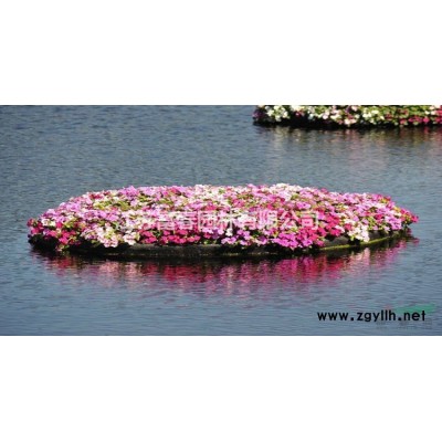 唐菖蒲，花菖蒲，別稱：菖蘭、劍蘭、扁竹蓮、十樣錦
