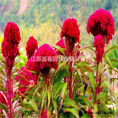 地被植物矮牽牛，矮牽牛種苗，別名：矮喇叭，靈芝牡丹