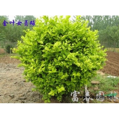 地被植物吉祥草，江蘇吉祥草，別名：小葉萬年青, 竹根七