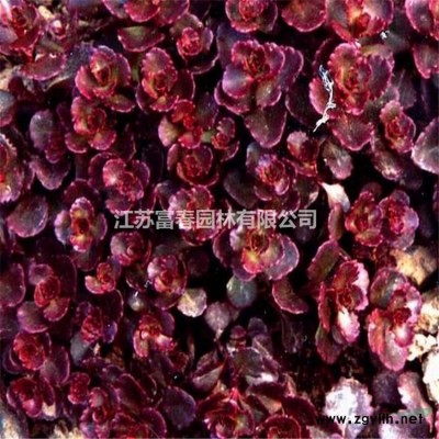 臭牡丹基地種植 品優價廉 別名大紅袍 臭八寶 野朱桐