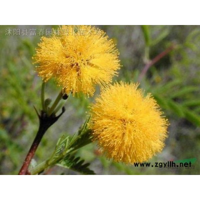常綠小喬木-桂花樹，桂花小苗，蘇北桂花樹直銷基地，又名月桂