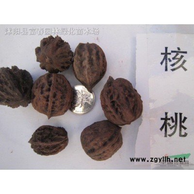 蜀檜，蜀檜球，蜀檜小苗，別名檜柏，塔柏，蜀檜價(jià)格