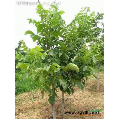 水生植物花葉蘆竹，花葉蘆竹苗，別名斑葉蘆竹,彩葉蘆竹，水生植