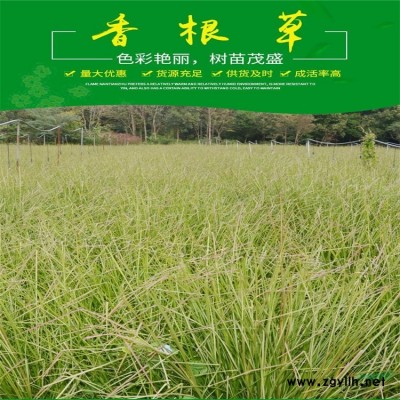 水生植物-再力花，再力花苗，別名水竹芋、水蓮蕉、塔利亞
