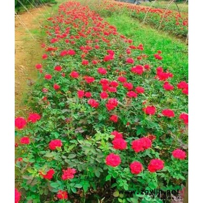 常綠喬木紅花木蓮，紅花木蓮苗，江蘇沭陽紅花木蓮