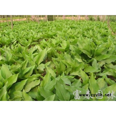 園林景觀布置仿真草雕 仿真綠植動物綠雕 創(chuàng)意設(shè)計(jì)