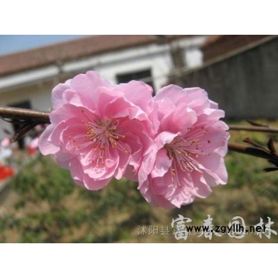 浮島_濕地浮島_綠化工程公司