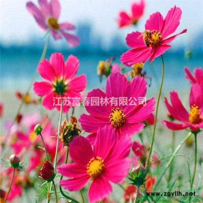 花境植物 常綠鳶草 加侖盆苗 杯苗 袋苗 大桶苗 產(chǎn)地直銷